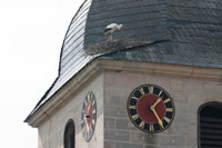 Verwegener Horstbau auf dem Kirchturmdach